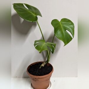 A Monstera split leaf philodendron in a Six inch Pantera pot.